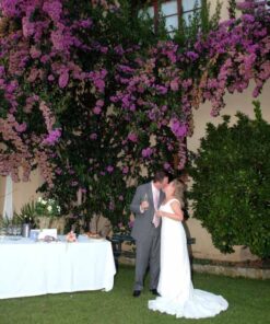 Converted Convent (Lucca)